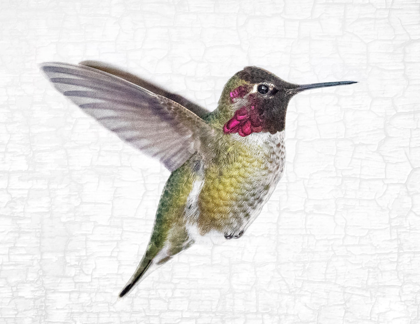 Set of 12 BIRDS Postcards by June Hunter — SALE