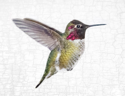 Set of 12 BIRDS Postcards by June Hunter — SALE
