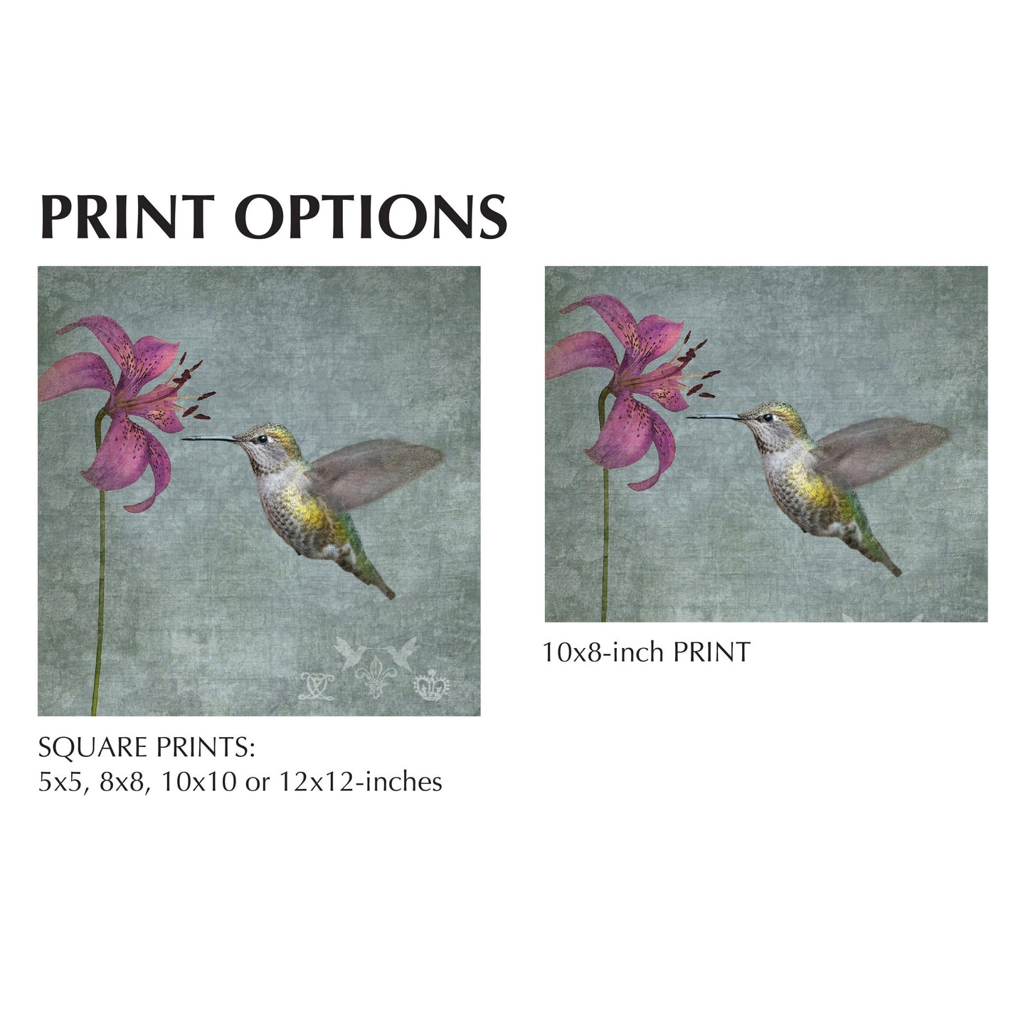 LILY HUMMINGBIRD - Fine Art Print, Garden Birds Series