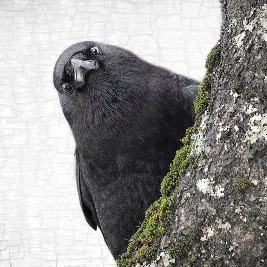 YOU ARE BEING WATCHED - Fine Art Print, Crow Portrait Series