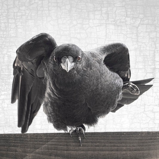 INTERPRETIVE DANCE CROW - Fine Art Print, Crow Portrait Series