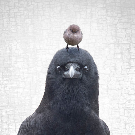 THE CROW and BUSHTIT OF JUDGEMENT — Fine Art Print, Judgmental Birds Collection