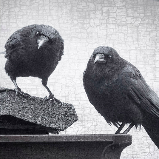 JUDGEMENTAL CROWS - Fine Art Print, Crow Portrait Series