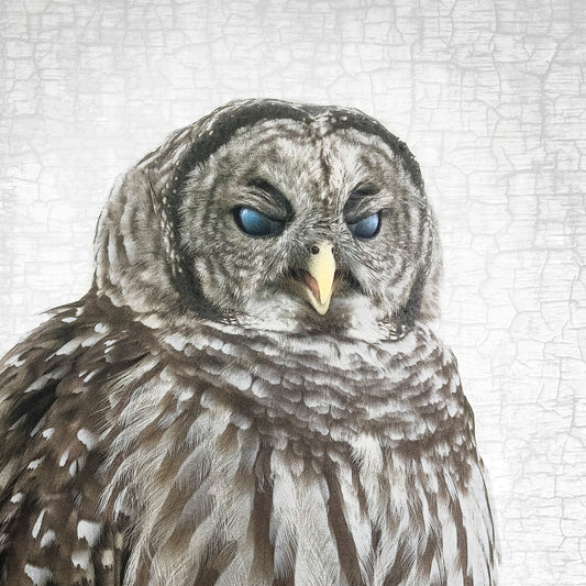 THE BARRED OWL OF JUDGEMENT — Fine Art Print, Judgmental Birds Collection