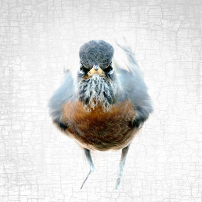 THE AMERICAN ROBIN OF JUDGEMENT — Fine Art Print, Judgmental Birds Collection