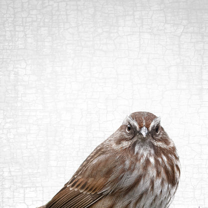 THE SONG SPARROW OF JUDGEMENT — Fine Art Print, Judgmental Birds Collection