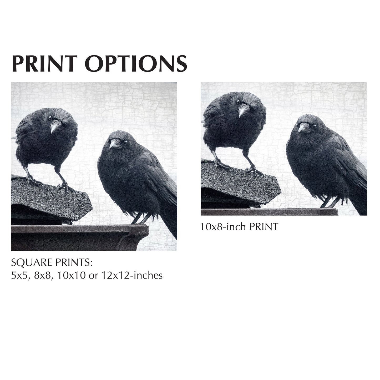 JUDGEMENTAL CROWS - Fine Art Print, Crow Portrait Series