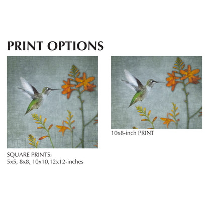 MONTBRETIA HUMMINGBIRD - Fine Art Print, Garden Birds Series