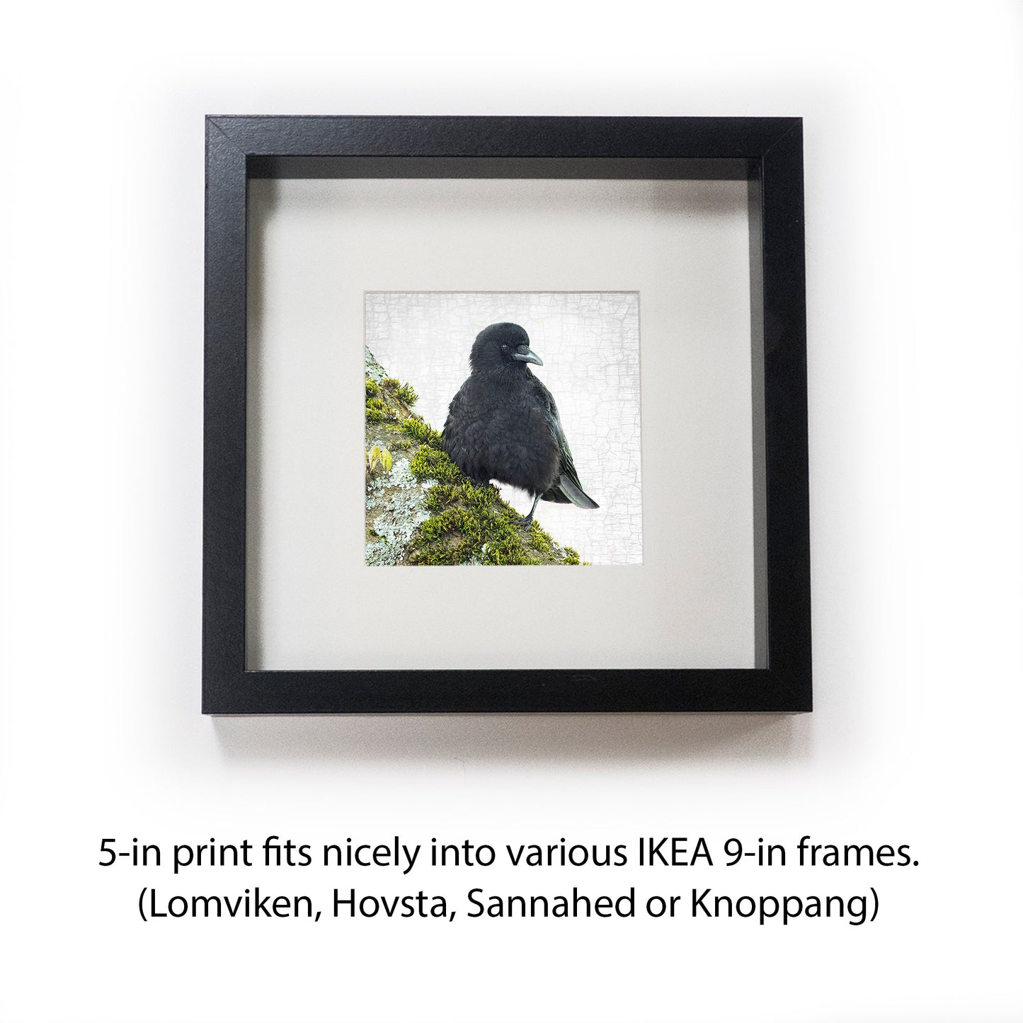 MOSS CROW - Fine Art Print, Crow Portrait Series