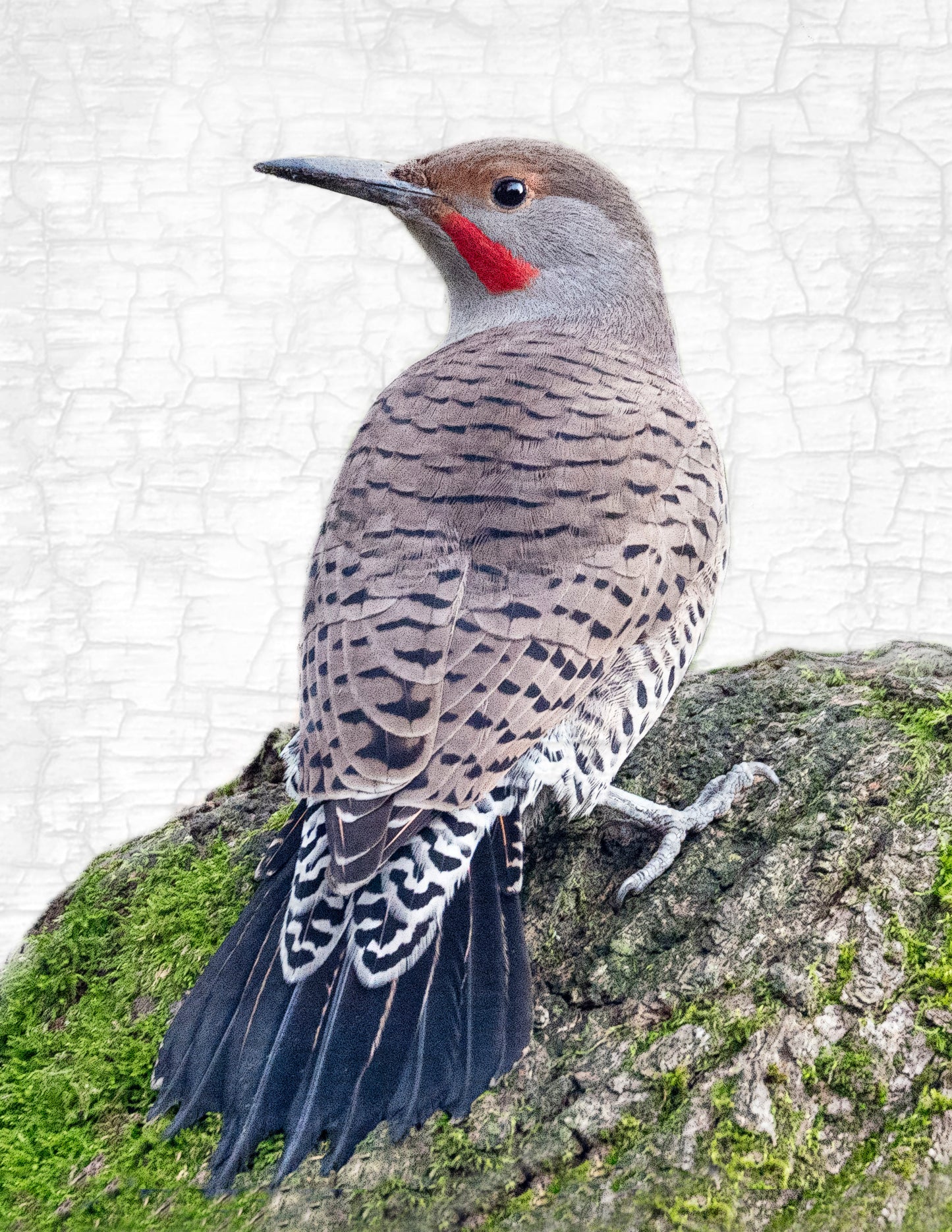 Set of 12 BIRDS Postcards by June Hunter — SALE