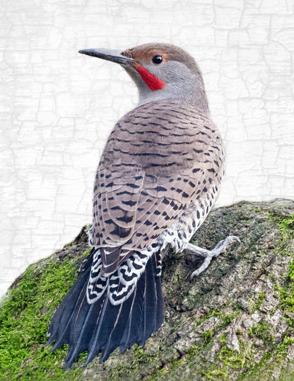 Set of 12 BIRDS Postcards by June Hunter — SALE