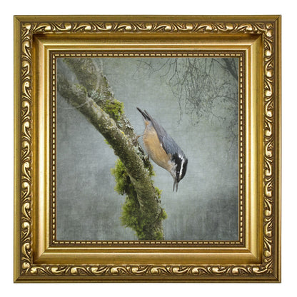 RED BREASTED NUTHATCH - Fine Art Print, Garden Birds Series