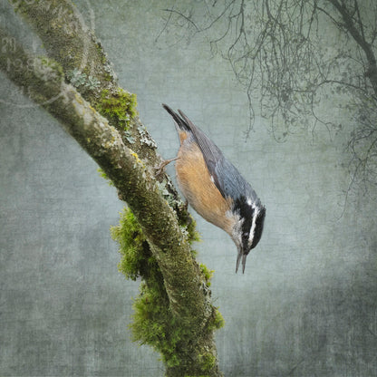 RED BREASTED NUTHATCH - Fine Art Print, Garden Birds Series