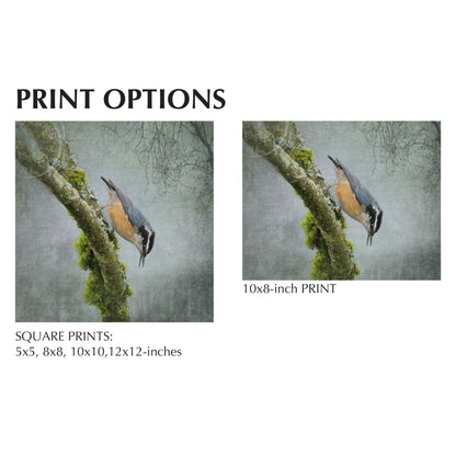 RED BREASTED NUTHATCH - Fine Art Print, Garden Birds Series