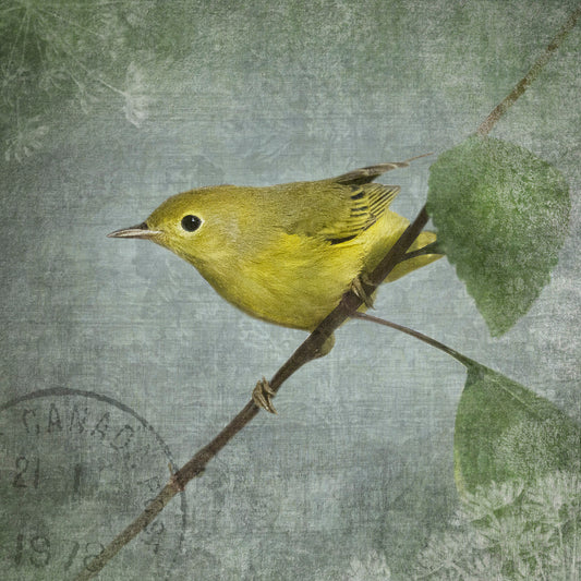 ORANGE CROWNED WARBLER - Fine Art Print, Garden Birds Series