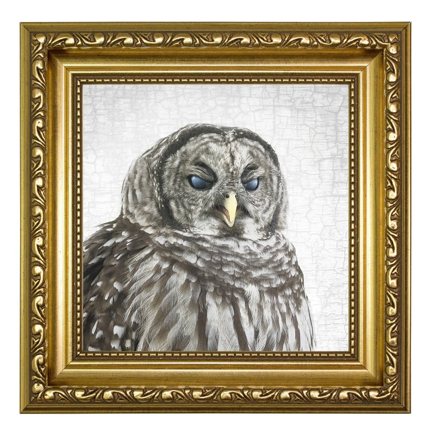 THE BARRED OWL OF JUDGEMENT — Fine Art Print, Judgmental Birds Collection