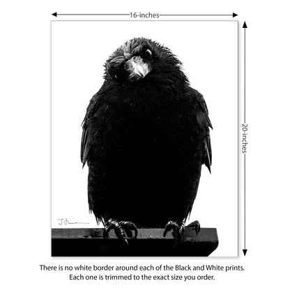 PHILOSOPHER CROW — Black & White Print