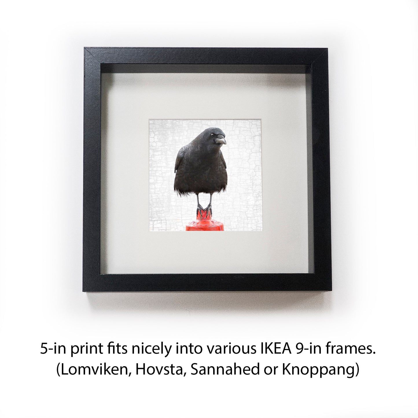 EQUILIBRIUM - Fine Art Print, Crow Portrait Series