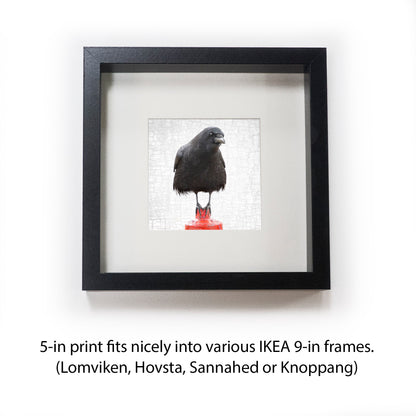 EQUILIBRIUM - Fine Art Print, Crow Portrait Series