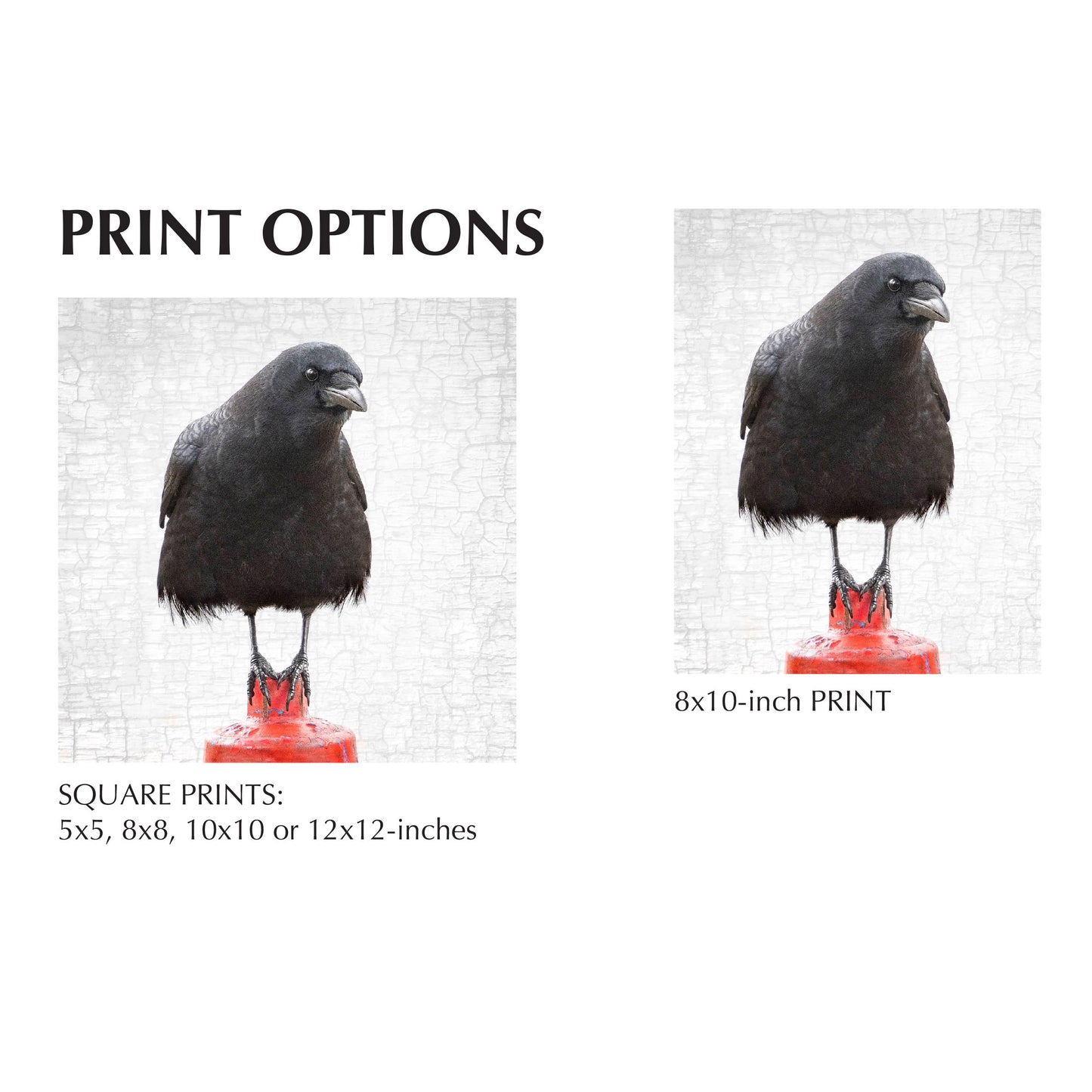 EQUILIBRIUM - Fine Art Print, Crow Portrait Series