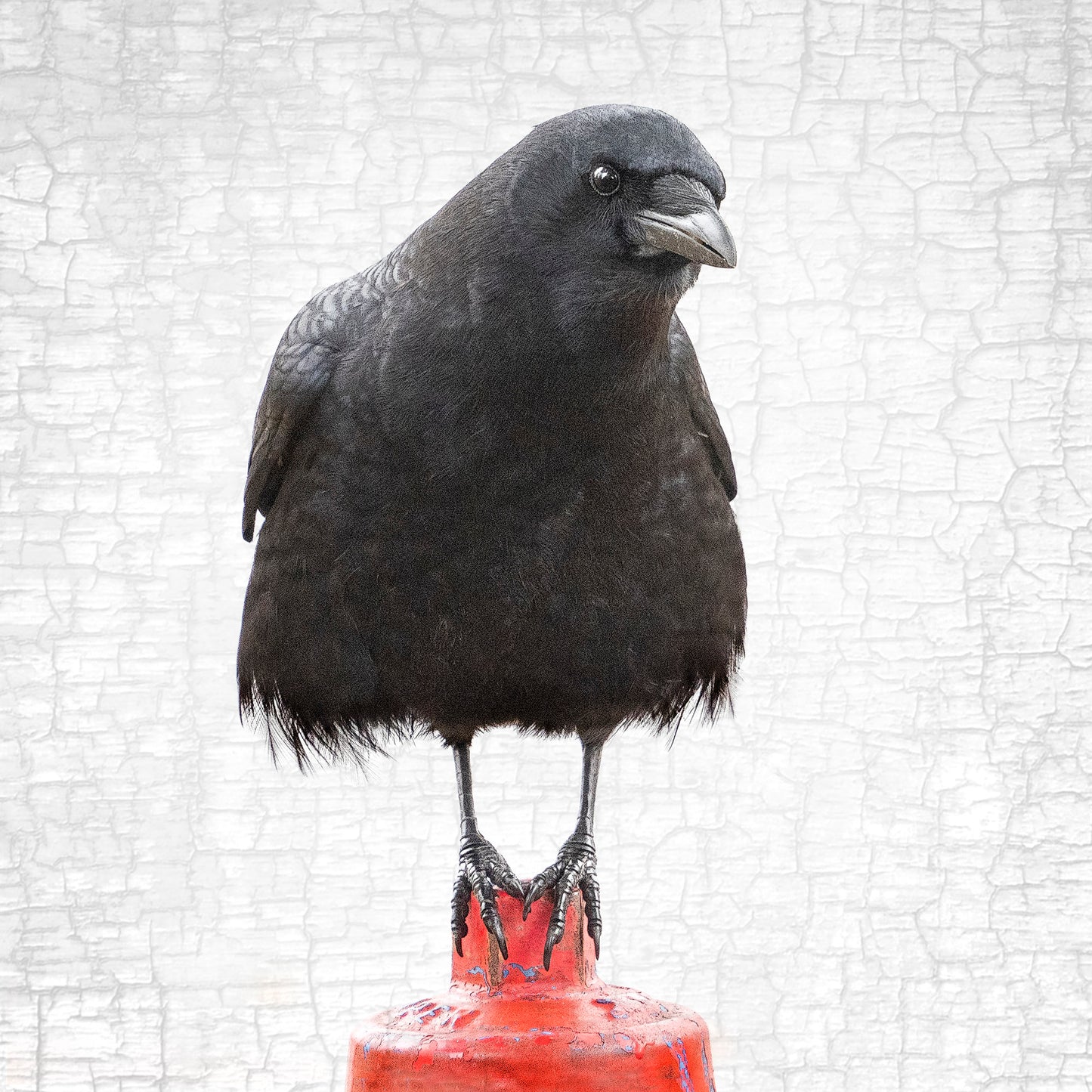 EQUILIBRIUM - Fine Art Print, Crow Portrait Series