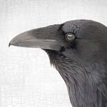 RAVEN BEAUTY - Fine Art Print, Raven Portrait Series