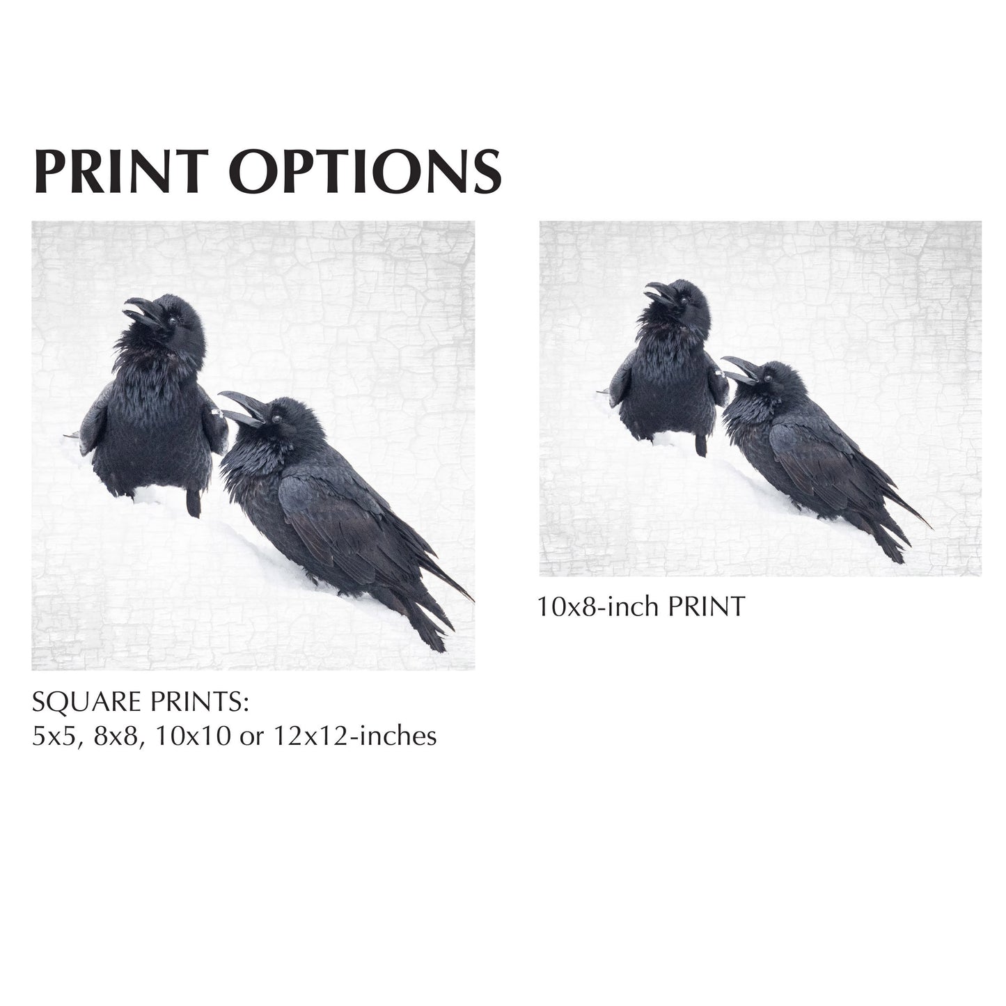 RAVEN CHOIR - Fine Art Print, Raven Portrait Series