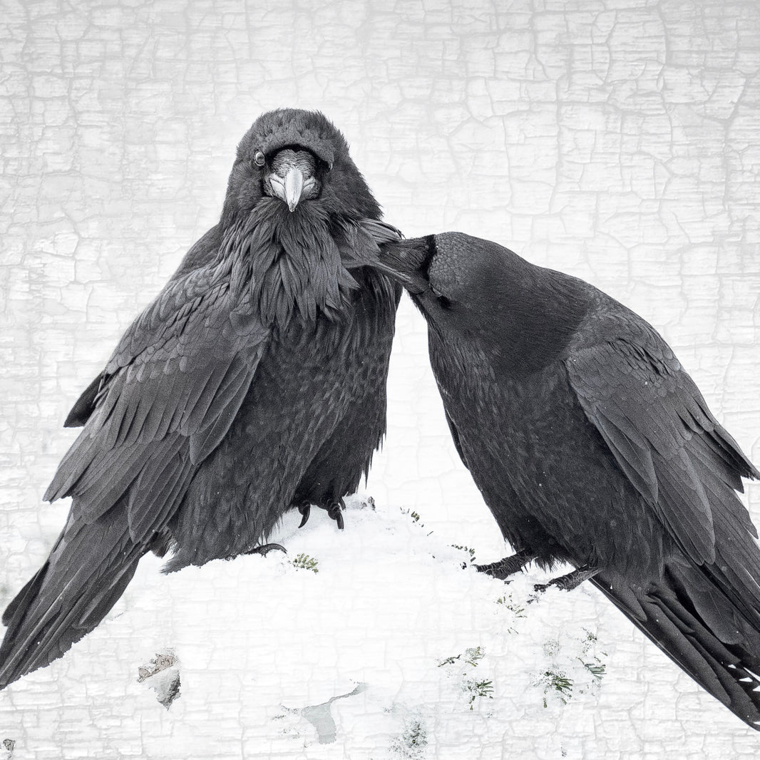 Raven Art: Prints & Wall Art by June Hunter
