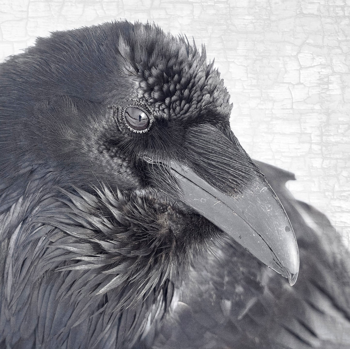 RAVEN THOUGHTS - Fine Art Print, Raven Portrait Series