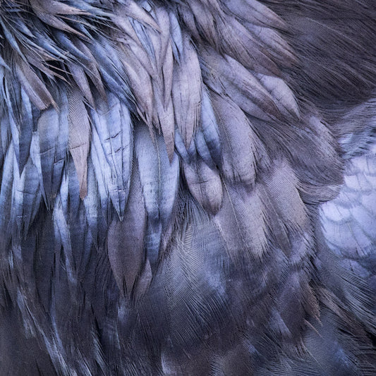 RAVEN FEATHER FINERY - Fine Art Print, Feather Series