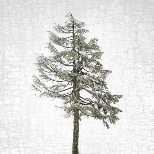 RAVEN'S NEST - Fine Art Print, Raven Portrait Series