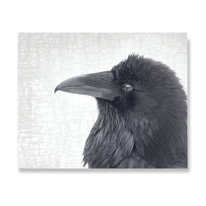 Set of 12 RAVENS Postcards by June Hunter