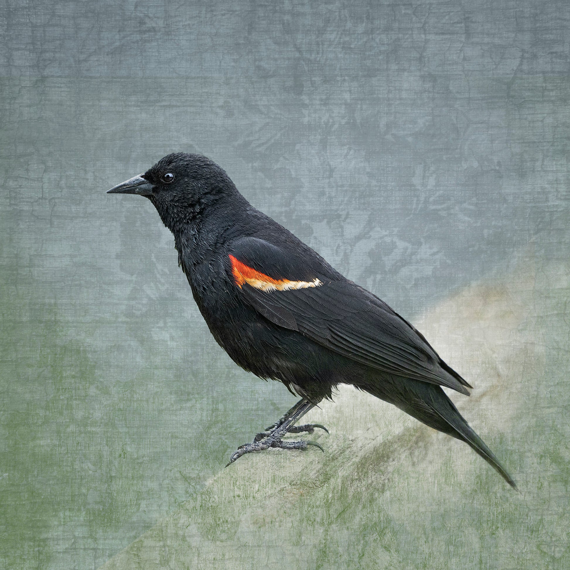 RED WINGED BLACKBIRD - Fine Art Print, Garden Birds Series