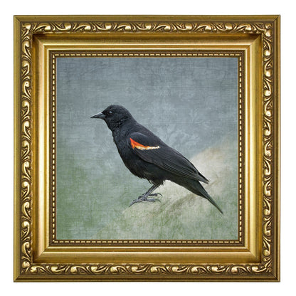 RED WINGED BLACKBIRD - Fine Art Print, Garden Birds Series