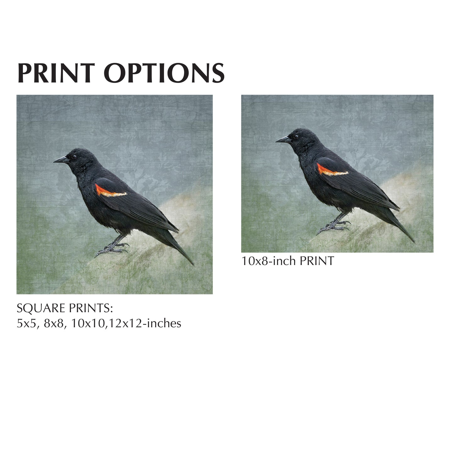 RED WINGED BLACKBIRD - Fine Art Print, Garden Birds Series