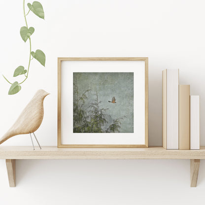 ROBIN AND CEDARS - Fine Art Print, Garden Birds Series