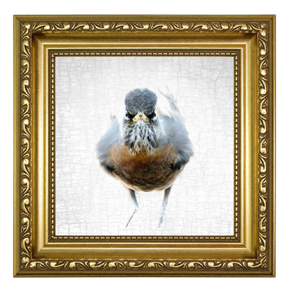 THE AMERICAN ROBIN OF JUDGEMENT — Fine Art Print, Judgmental Birds Collection