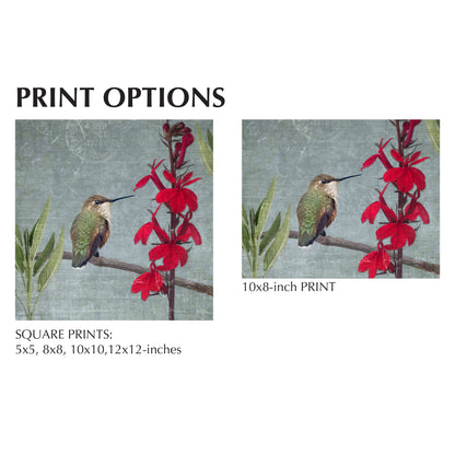 RUFOUS HUMMINGBIRD - Fine Art Print, Garden Birds Series