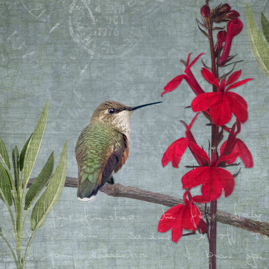 Rufous Hummingbird with Red Salvia