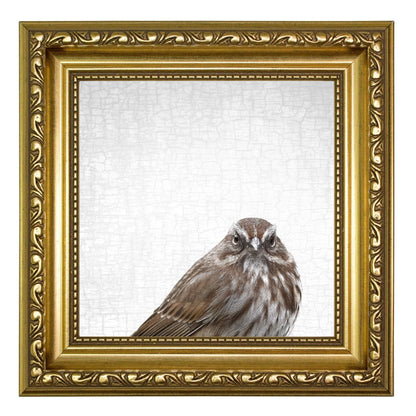 THE SONG SPARROW OF JUDGEMENT — Fine Art Print, Judgmental Birds Collection
