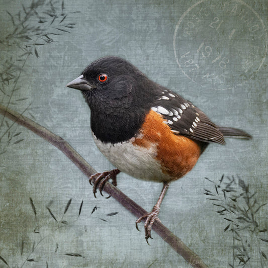 SPOTTED TOWHEE - Fine Art Print, Garden Birds Series