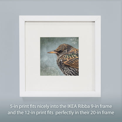 COMMON STARLING - Fine Art Print, Garden Birds Series
