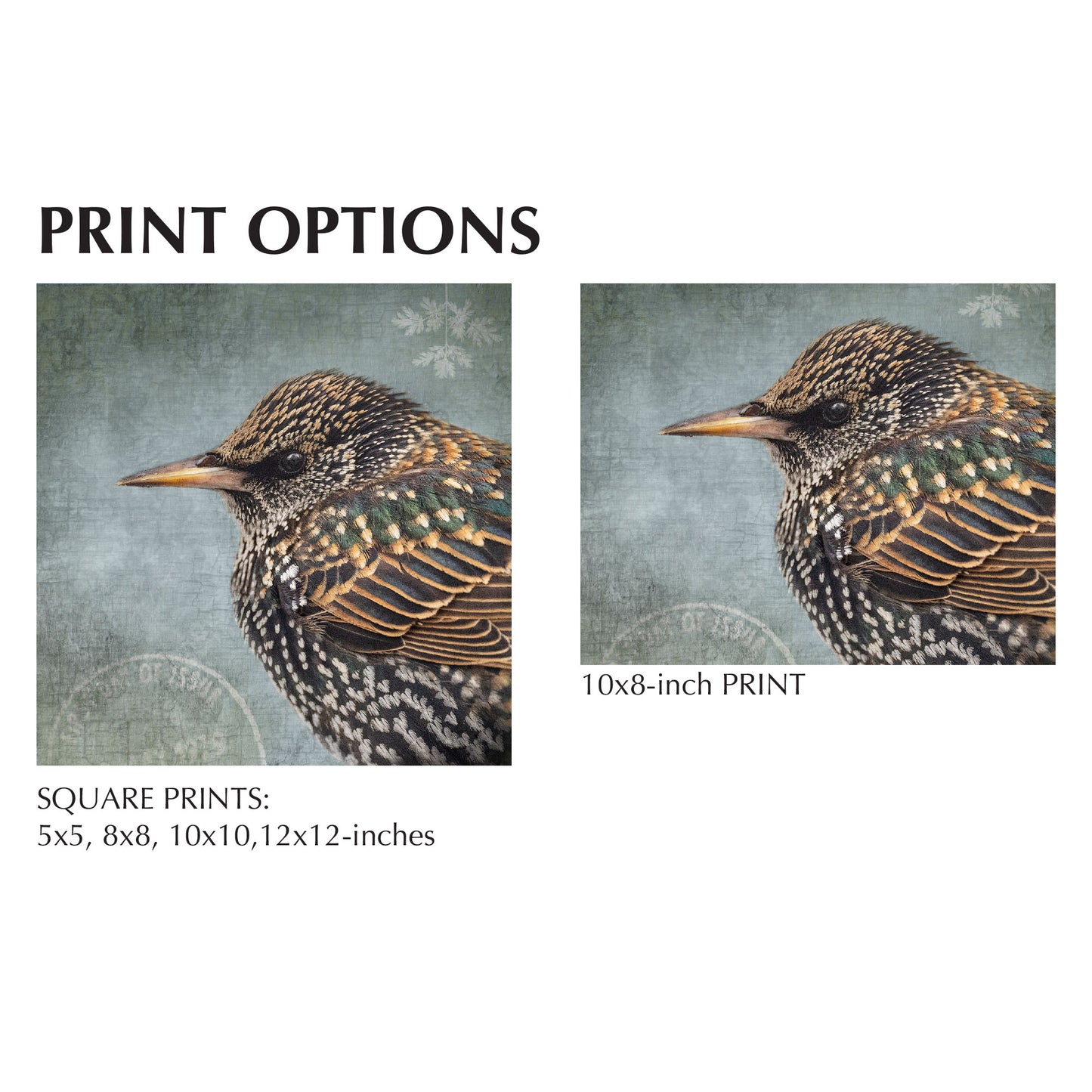 COMMON STARLING - Fine Art Print, Garden Birds Series