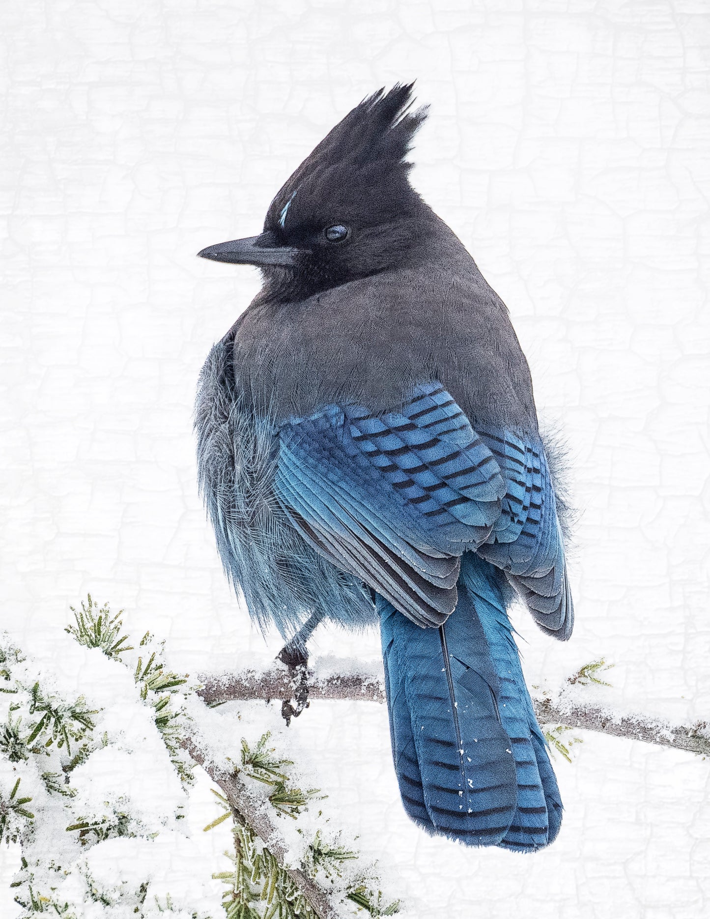 Set of 12 BIRDS Postcards by June Hunter — SALE