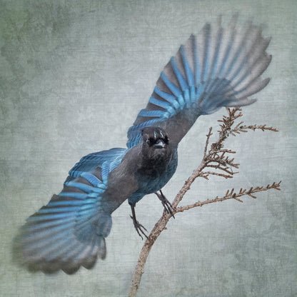 WIDE BLUE YONDER (Steller's Jay) - Fine Art Print, Garden Birds Series