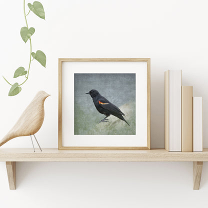 RED WINGED BLACKBIRD - Fine Art Print, Garden Birds Series