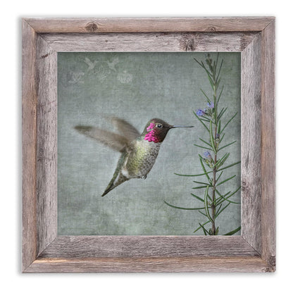HUMMINGBIRD WITH ROSEMARY - Fine Art Print, Garden Birds Series