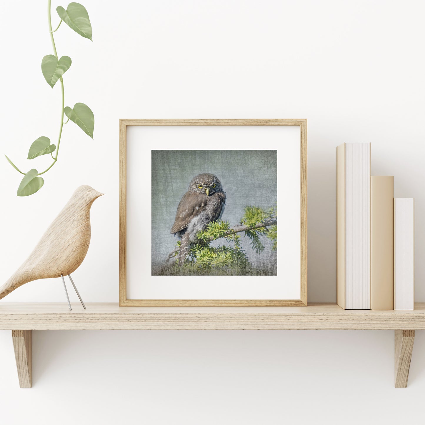 JUVENILE NORTHERN PYGMY OWL - Fine Art Print, Garden Birds Series