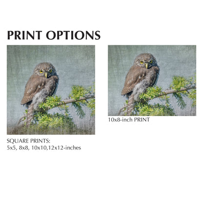 JUVENILE NORTHERN PYGMY OWL - Fine Art Print, Garden Birds Series