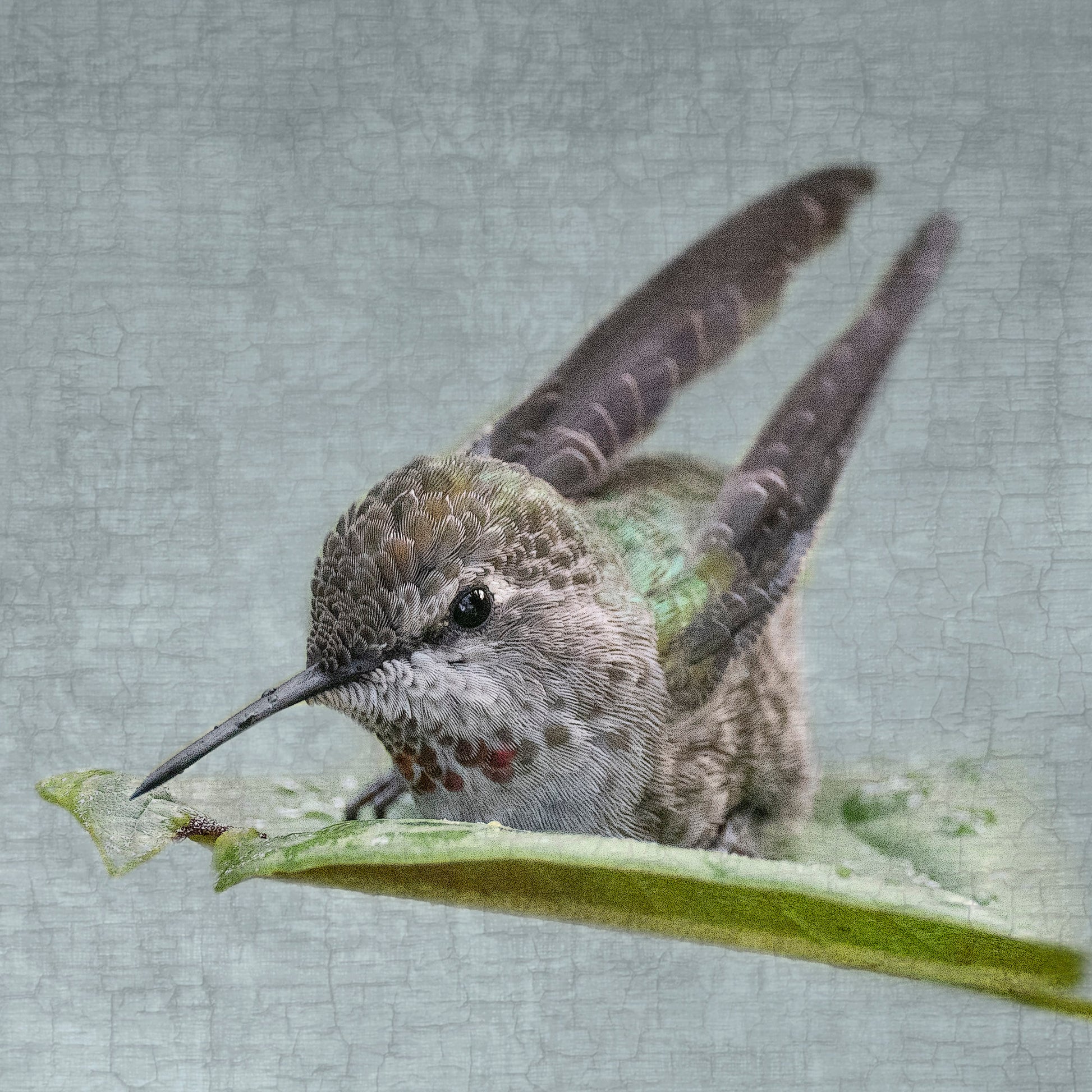 Bathing Hummingbird 1